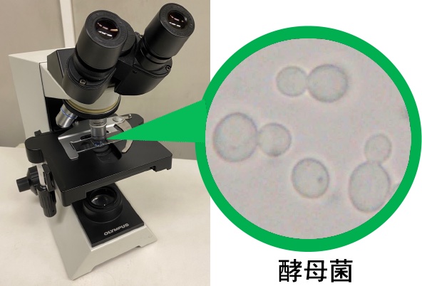 酵母菌顕微鏡写真